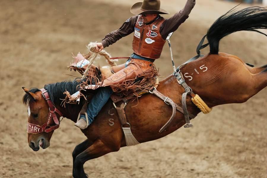 How to Recognize Dangerous Horses and Prevent Risks