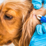 What to Do If Your Dog Has a Tick Infestation