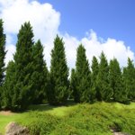 HOW PINE TREE GROW FAST