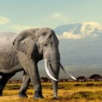 Gentle Giant Facts Didn’t Know About Elephants