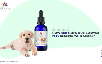 CBD pet product online