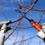 Tree Trimming & Pruning