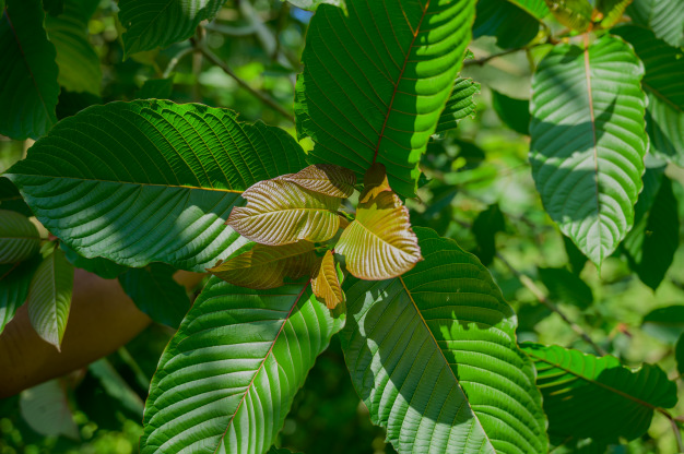 How long does Kratom Withdrawal Last