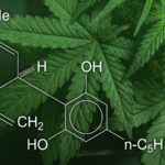 The Health Effects of CBD Vaping