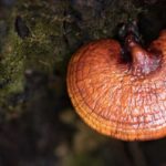 What Is The History Behind The Reishi Mushroom?