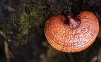 What Is The History Behind The Reishi Mushroom?