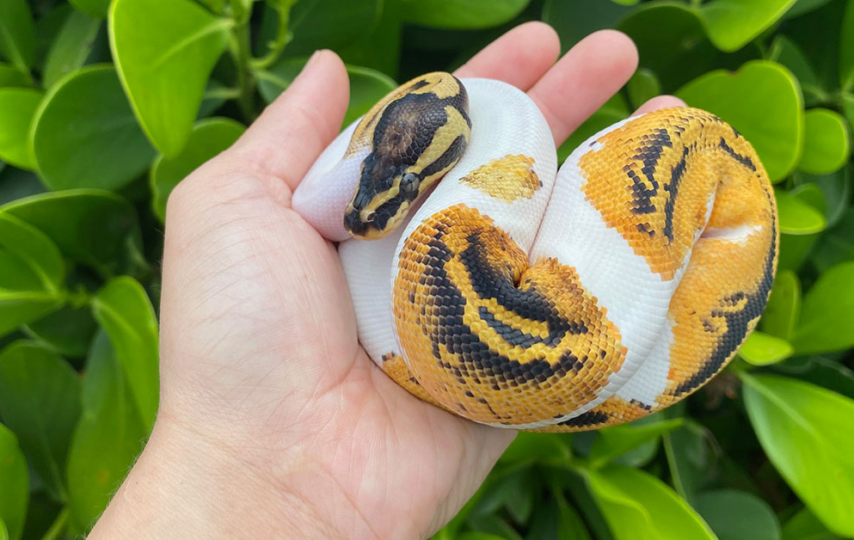 Do ball pythons like to cuddle